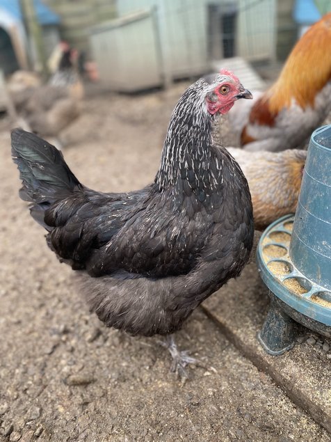 Oeuf kaki futur F2