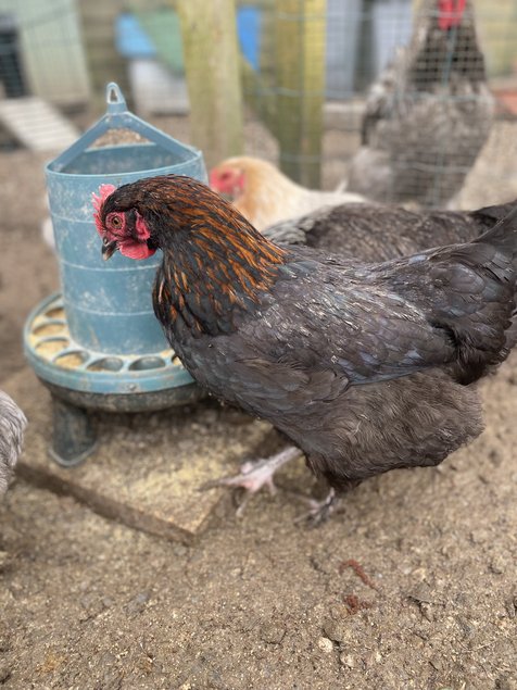 Marans x Araucana