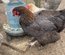 Marans x Araucana