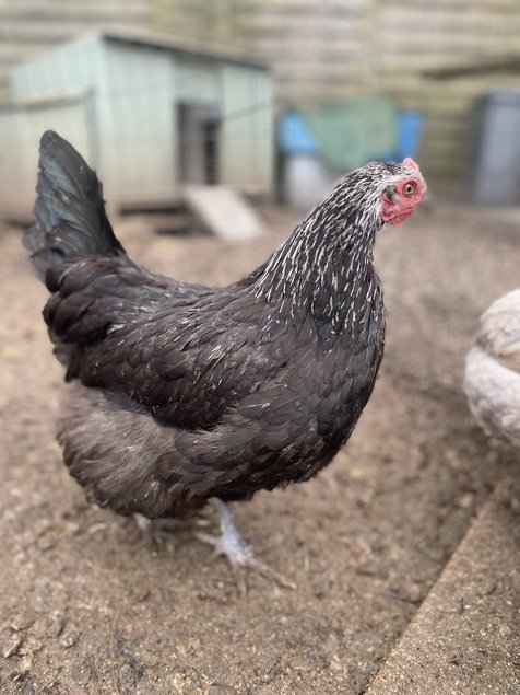 Marans x Araucana