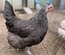 Marans x Araucana