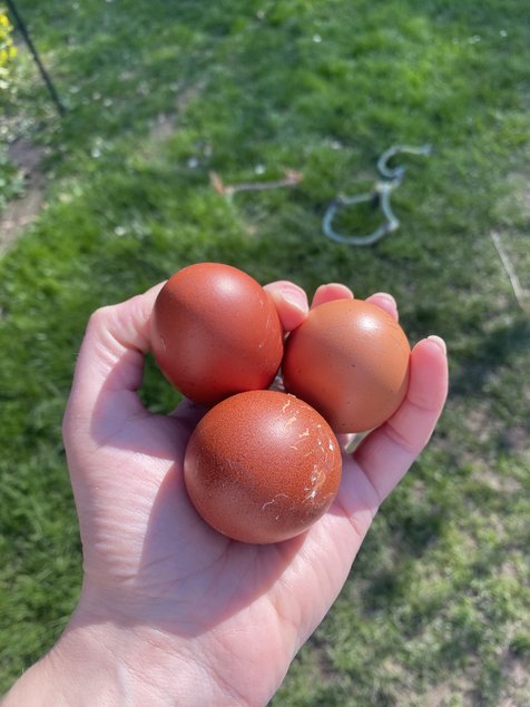 Marans x Araucana