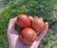 Marans x Araucana