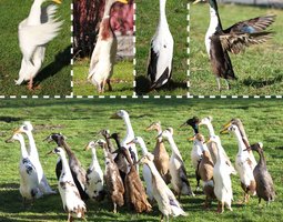 Canard Coureur Indien huppé (Canard de bali / CCI à pompon) et classique ***15 couleurs ***