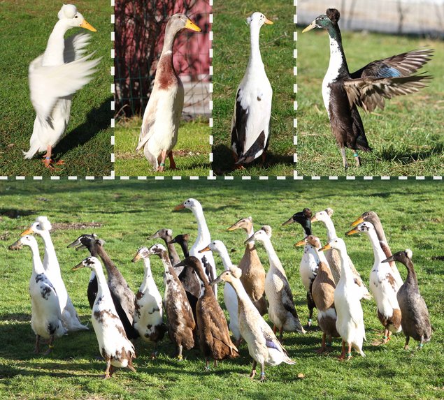 Canard Coureur Indien huppé (Canard de bali / CCI à pompon) et classique ***15 couleurs ***