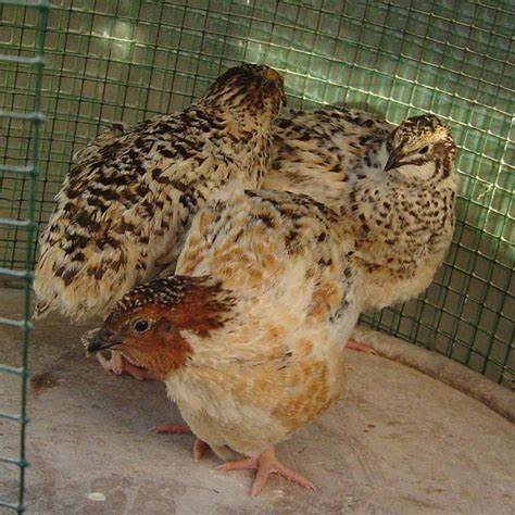 Caille du Japon couleur mix (argenté, caillouté, bleu...)