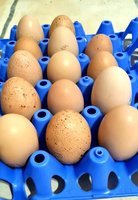 OEUFS FECONDES BIELEFELDER