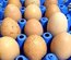 OEUFS FECONDES BIELEFELDER