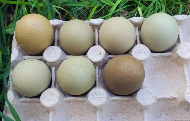 Oeufs olive egger et easter egger à couver