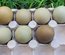 Oeufs olive egger et easter egger à couver