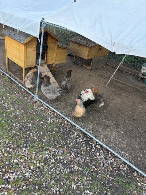 oeuf araucana et olivette