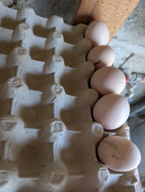 Œufs fécondés Faverolles Française
