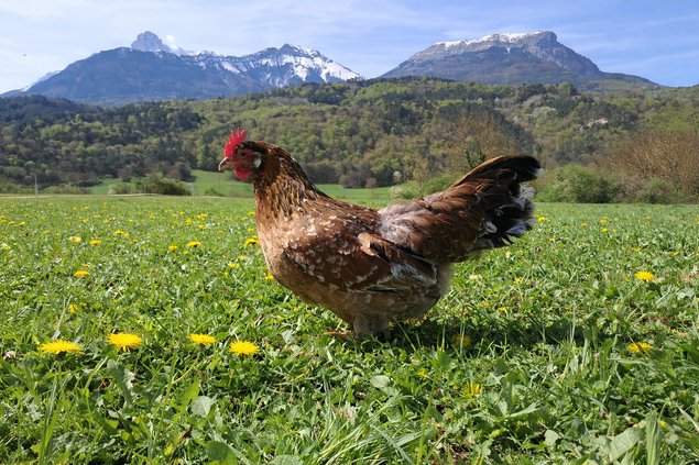 Leghorn