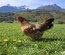Leghorn