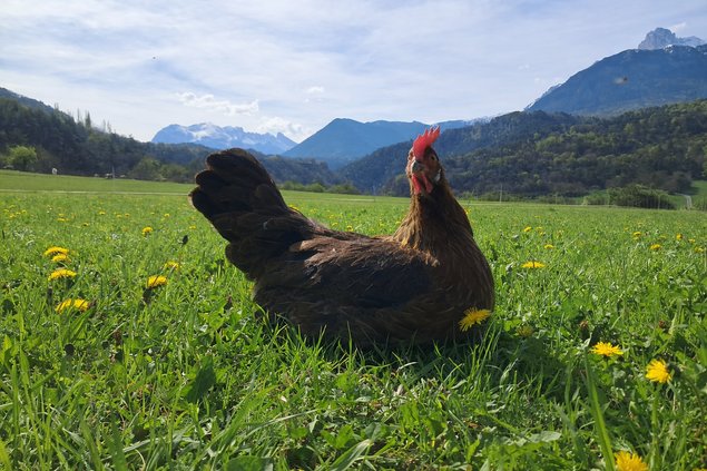 Leghorn