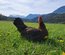 Leghorn