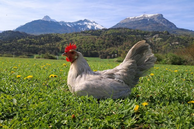 Leghorn