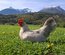 Leghorn