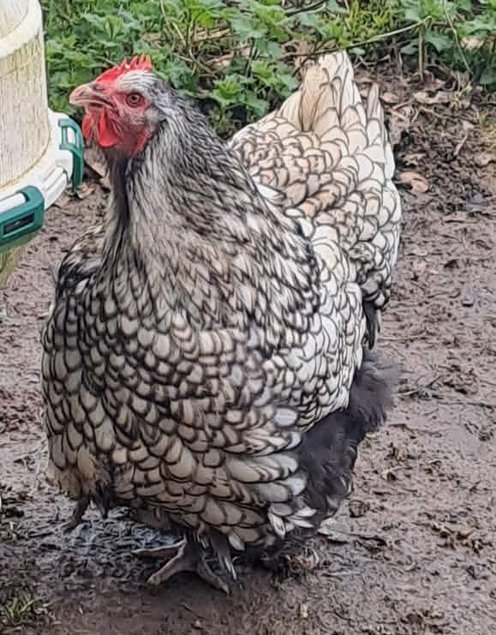(HDP) Orpington argentée liseré noir GR