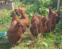 (HDP) Orpington fauve liseré noir GR