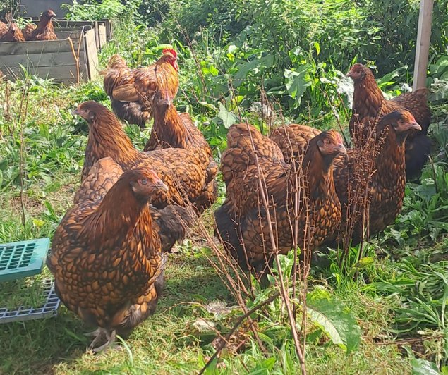 (HDP) Orpington fauve liseré noir GR