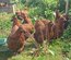 (HDP) Orpington fauve liseré noir GR