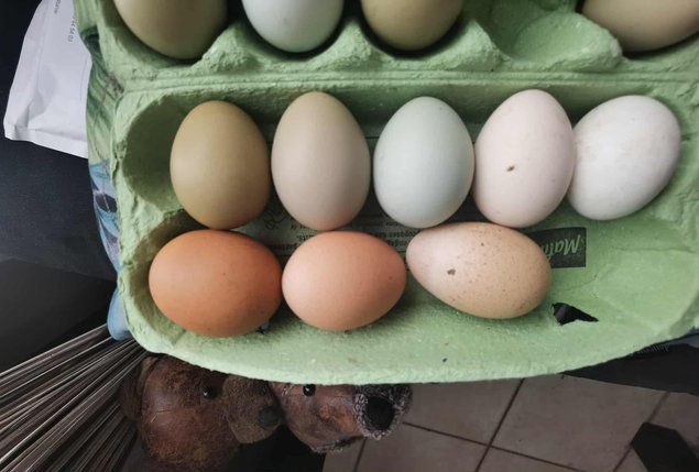Oeufs fécondés de couleur mélange de race pondeuse