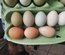 Oeufs fécondés de couleur mélange de race pondeuse