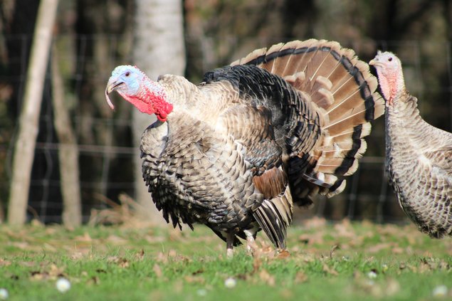 DINDON DE RONQUIÈRES