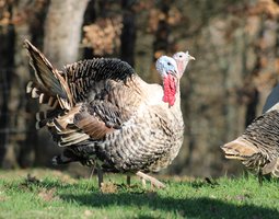 DINDON DE RONQUIÈRES