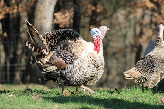 DINDON DE RONQUIÈRES