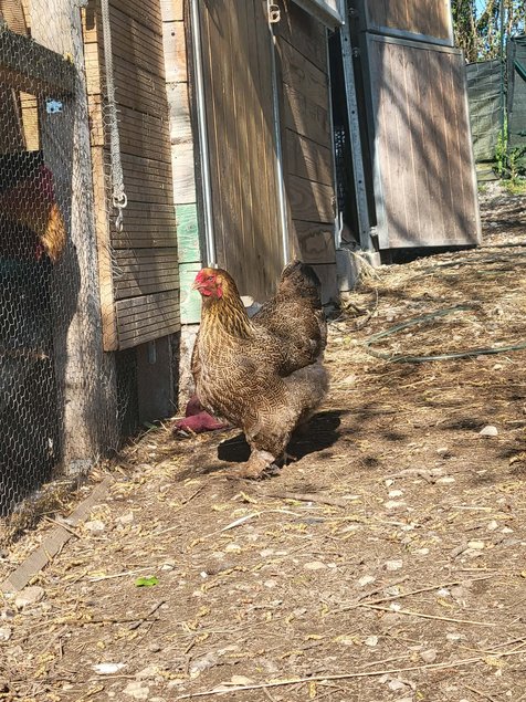 brahma perdrix maillé doré