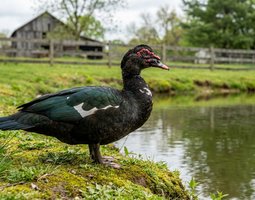 Œufs fécondés canard de Barbarie