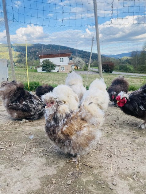 oeufs silkies (soie US)