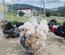 oeufs silkies (soie US)