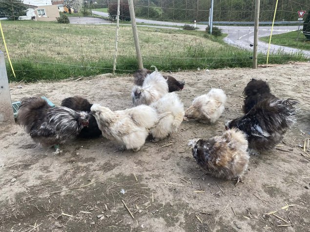 oeufs silkies (soie US)