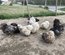 oeufs silkies (soie US)
