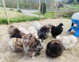 oeufs silkies (soie US)