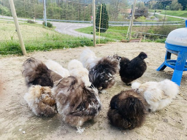 oeufs silkies (soie US)