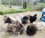 oeufs silkies (soie US)
