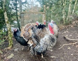 Œufs fécondés de dinde noire/royale