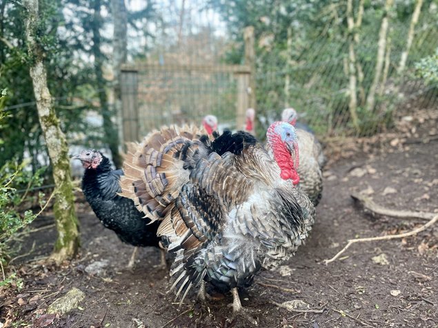 Œufs fécondés de dinde noire/royale