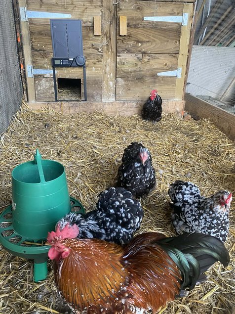 oeufs bantam de pekin