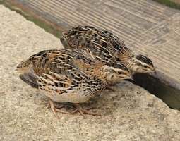 Caille du Japon sauvage