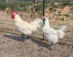 Oeuf de bresse blanche a patte bleu