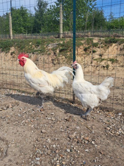 Oeuf de bresse blanche a patte bleu