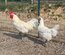 Oeuf de bresse blanche a patte bleu