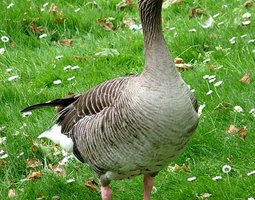 Œufs fécondés d’oies Toulouse/guinée