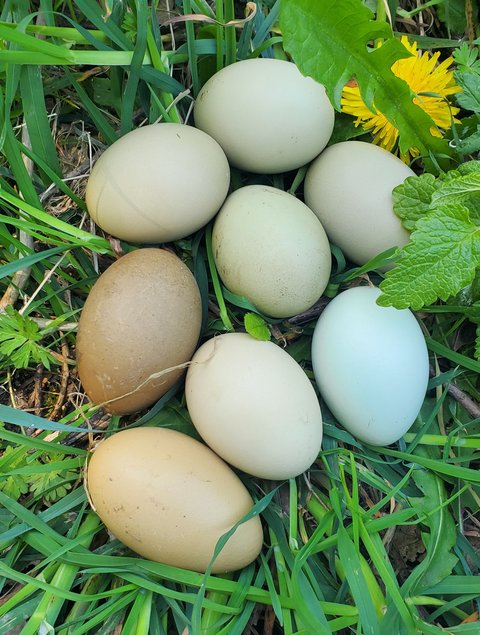 Oeufs olive egger et easter egger à couver