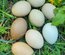 Oeufs olive egger et easter egger à couver